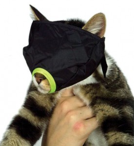 cat muzzle