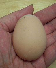 egg